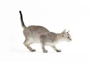 Singapura: Cat