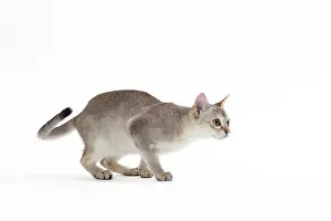 Singapura: Cat