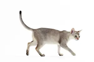 Singapura: Cat