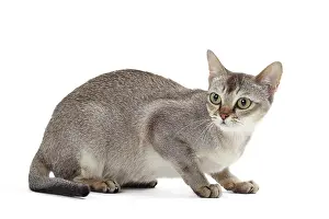 Singapura: Cat