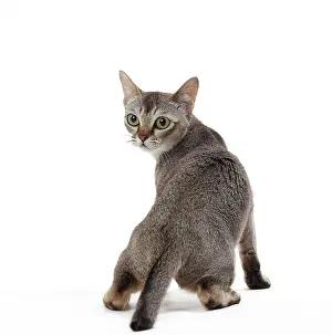 Singapura: Cat