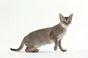 Singapura: Cat