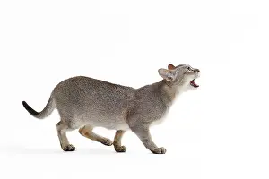Meowing: Cat