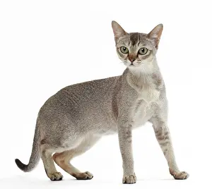 Singapura: Cat