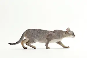 Singapura: Cat