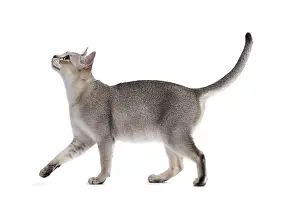 Singapura: Cat Singapura