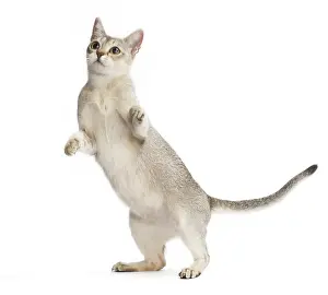 Singapura: Cat Singapura