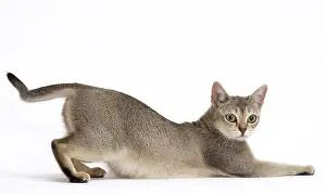 Singapura: Cat Singapura