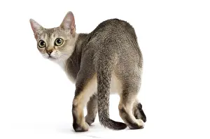 Singapura: Cat Singapura