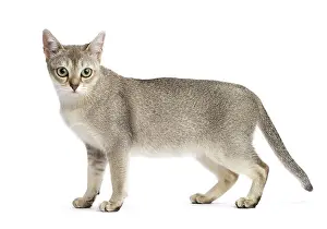 Singapura: Cat Singapura
