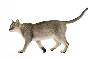 Singapura: Cat Singapura