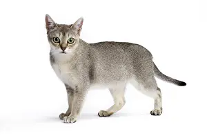 Singapura: Cat Singapura