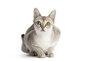 Singapura: Cat Singapura