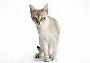 Singapura: Cat Singapura