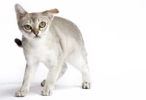 Singapura: Cat Singapura