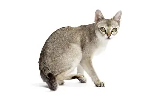 Singapura: Cat Singapura