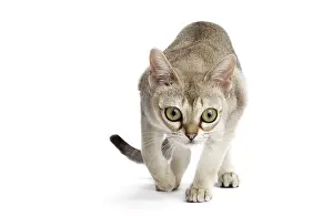 Singapura: Cat Singapura