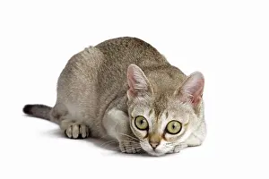 Singapura: Cat Singapura