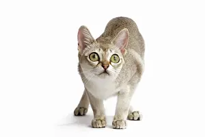 Singapura: Cat Singapura