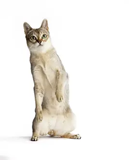 Singapura: Cat Singapura