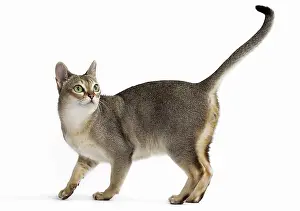 Singapura: Cat Singapura