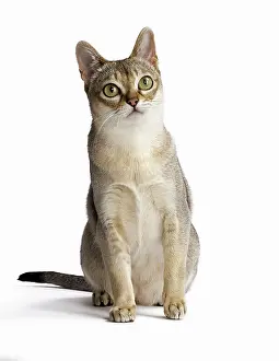 Singapura: Cat Singapura