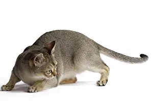 Singapura: Cat Singapura