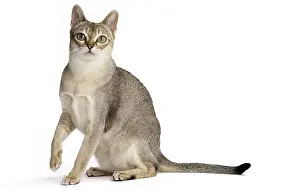 Singapura: Cat Singapura