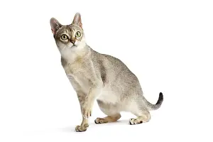 Singapura: Cat Singapura