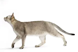 Singapura: Cat Singapura