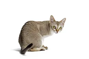 Singapura: Cat Singapura