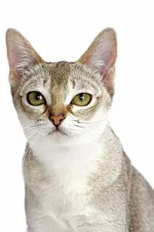 Singapura: Cat Singapura