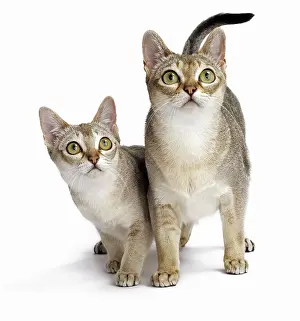 Singapura: Cat Singapura