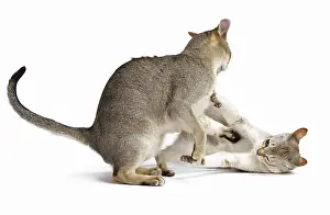 Singapura: Cat Singapura