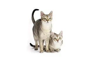 Singapura: Cat Singapura