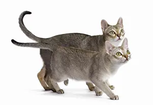 Singapura: Cat Singapura