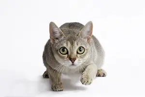 Singapura: Cat Singapura