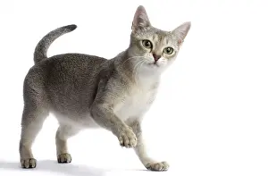 Singapura: Cat Singapura