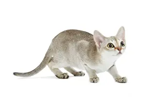 Nervous: Cat - Singapura kitten in studio