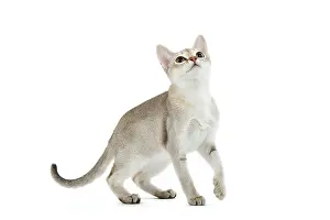 Singapuras: Cat - Singapura kitten in studio