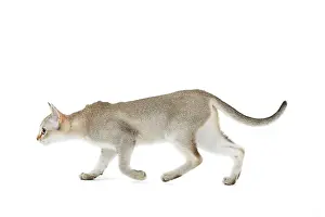 Singapuras: Cat - Singapura kitten in studio