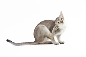 Singapura: Cat