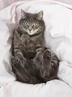 Chilling: Cat sitting