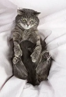 Chilling: Cat sitting