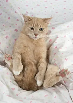 Chilling: Cat sitting