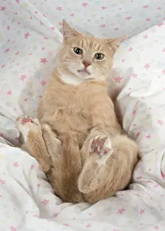 Chilling: Cat sitting