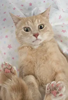 Shock: Cat sitting