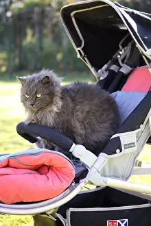 Stroller: Cat sitting in a baby stroller France