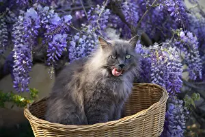 Licked: Cat sitting in a basket before a Wisteria in bloom