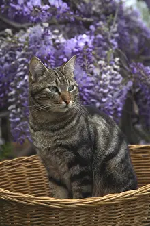 Fabale: Cat sitting in a basket before a Wisteria in bloom